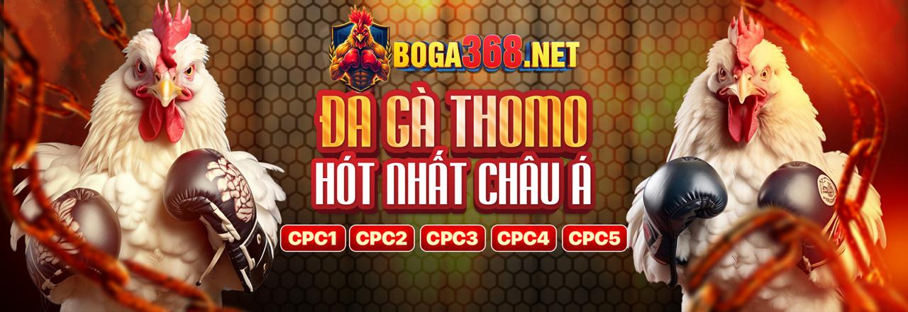 Gà đá cựa sắt đang giao chiến